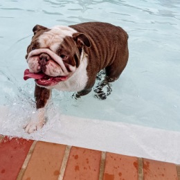  a dog in a pool